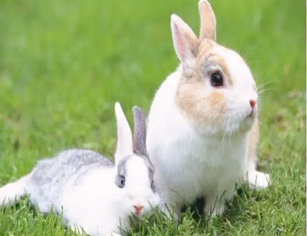 属兔女在职场上的性格