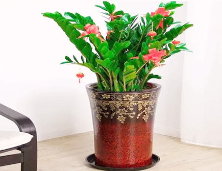 一进门就见金钱树好吗 一进门就见金钱树好吗