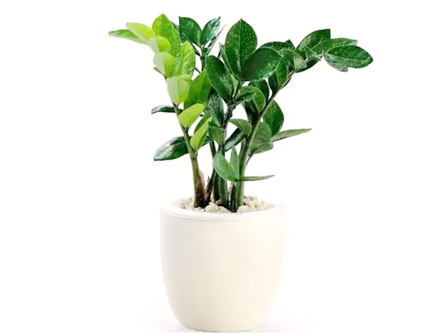 金钱树在风水上有什么说法