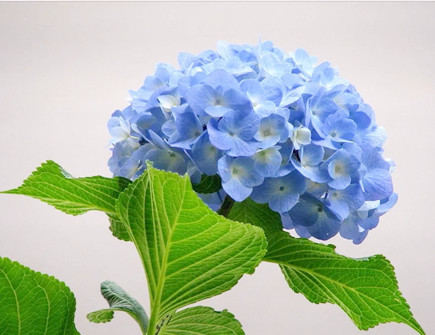 家里坚决不能养的花有哪些