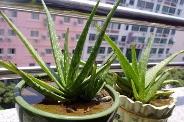 卫生间化煞最厉害的植物