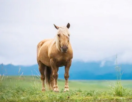 属马女在职场上的性格