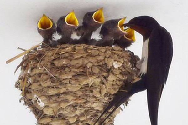 家中有贵人出现的预兆