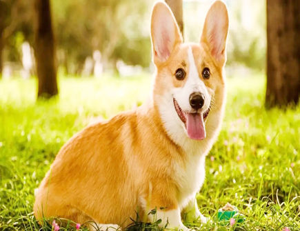 属狗女在职场上的性格