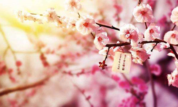 招桃花风水如何布局