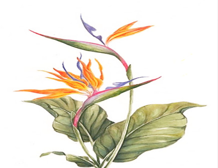 天堂鸟风水摆放三不要