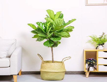 琴叶榕的风水作用有哪些