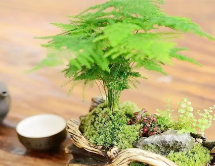 文竹摆放在哪里旺宅