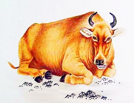 属牛人的克星是什么生肖