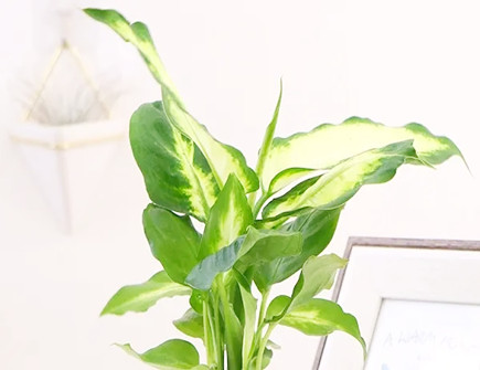 万年青摆放的风水禁忌