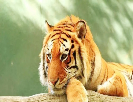 属虎人的克星是什么生肖