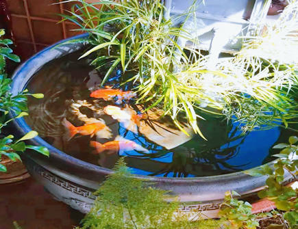 店铺养鱼养几条风水最好