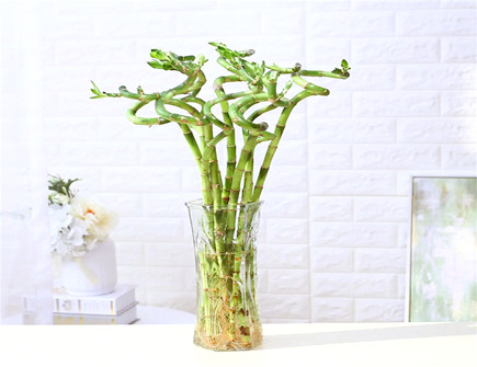 转运竹和富贵竹哪个风水好