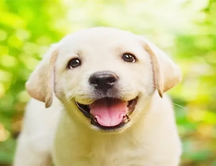 属狗人的克星是什么生肖