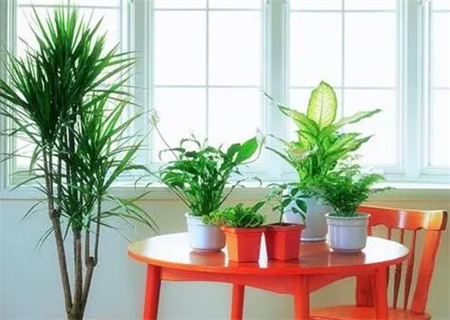 盆栽位置摆放风水 盆栽位置摆放风水