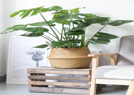 龟背竹适合摆放在家中什么位置