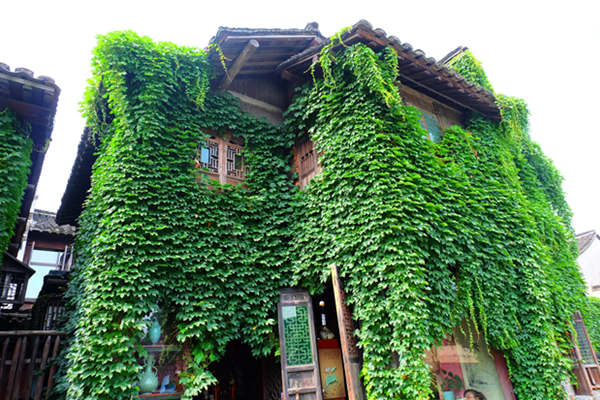 爬山虎爬满外墙风水好不好 爬山虎爬满外墙风水好不好