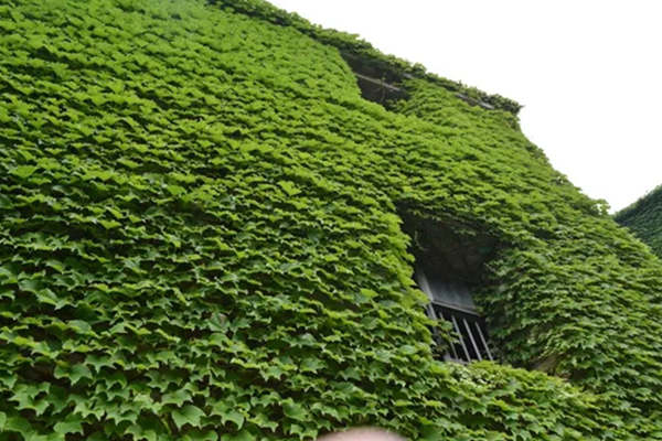 爬山虎爬满外墙风水好不好 爬山虎爬满外墙风水好不好