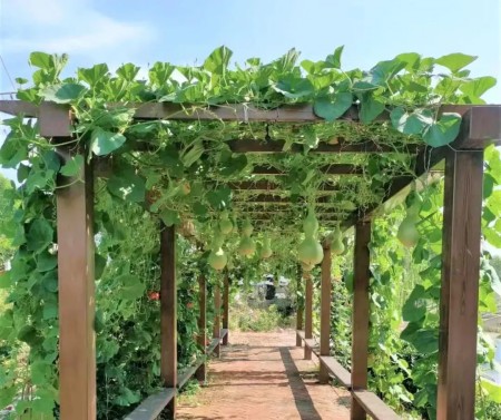家里挂葫芦能催财或者转好做吗? 家里挂葫芦能催财或者转好做吗?