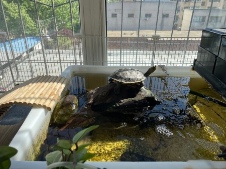 养龟可以催财或者催旺宅运吗? 养龟可以催财或者催旺宅运吗?