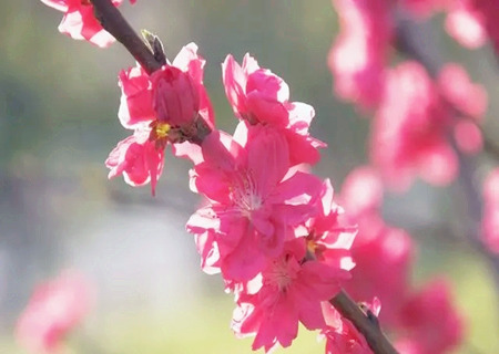 什么八字的女人花心