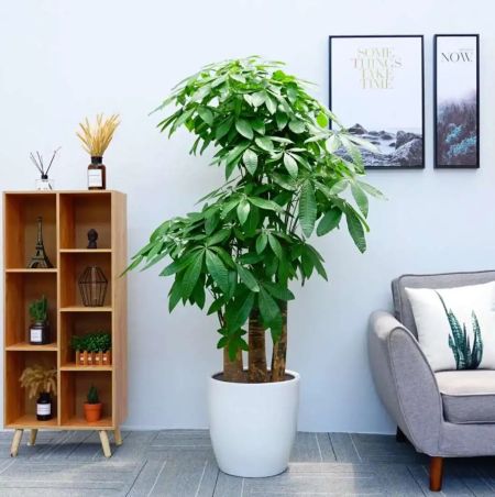 办公室，或者家中摆放“发财树”可以提升财运吗？