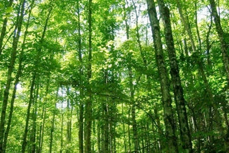 大林木命的人怎么样？