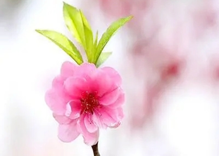 什么八字桃花多？