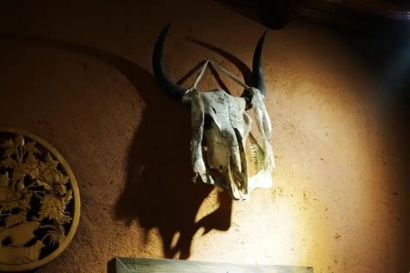 动物头骨和标本可以摆放家中吗？