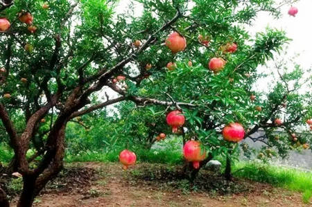 石榴木命的男人好吗？