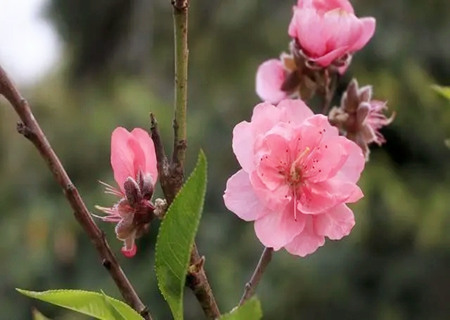 八字中的红艳是什么意思？