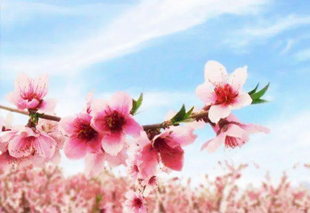 八字桃花怎么算？