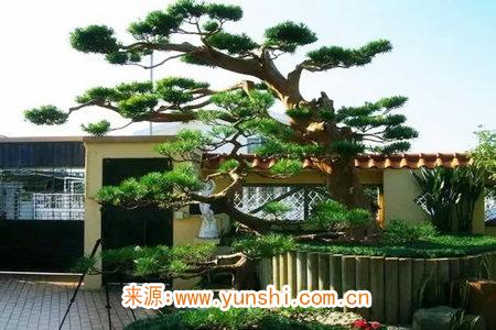 院子各个方位适合种什么树