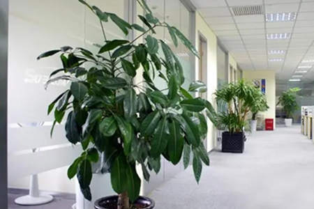 办公室什么植物招财聚气
