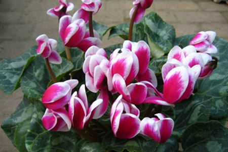 仙客来风水摆放禁忌有哪些