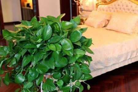 卧室放绿萝风水好吗