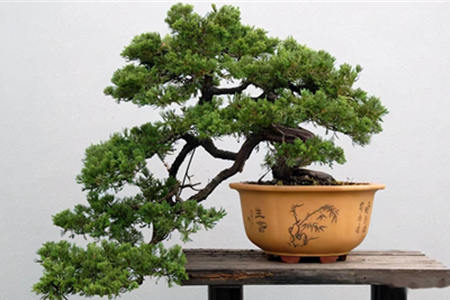 家里摆放松树盆景风水讲究