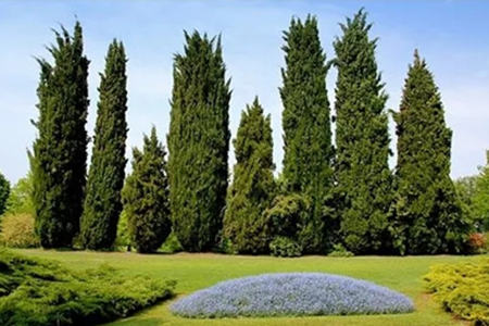 松柏有什么风水作用