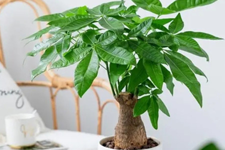 发财树风水摆放位置