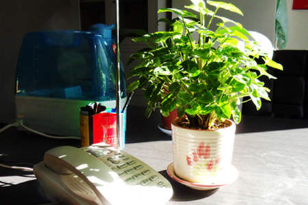 办公室花草摆放风水