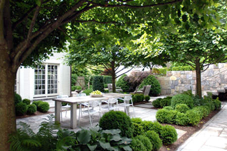 院子里种树的风水忌讳