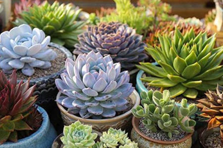 家里养多肉影响风水吗