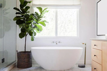 卫生间放什么植物风水好