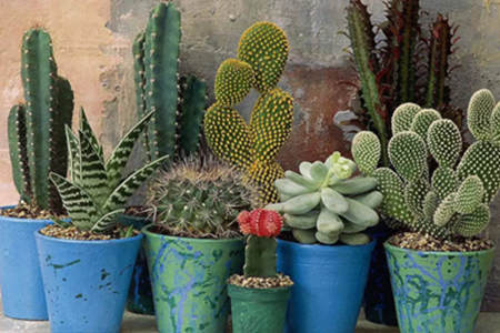 仙人掌摆放的风水讲究