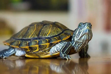 养乌龟有什么风水作用