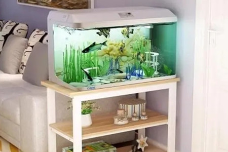 家里鱼缸摆放要注意什么?