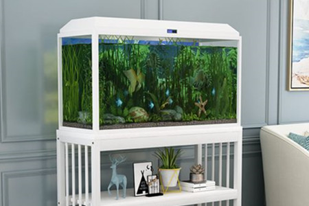 卫生间门口放鱼缸可以吗?