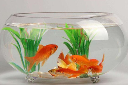 鱼缸在风水学中可以起到什么作用?