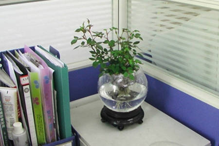 办公桌摆放植物风水
