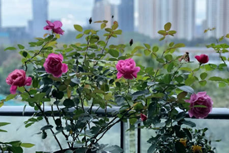 阳台种月季风水好吗